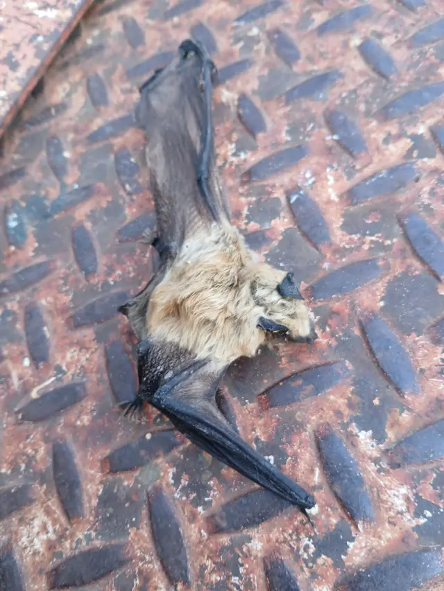 All American Wildlife Pros — photo from the business 8