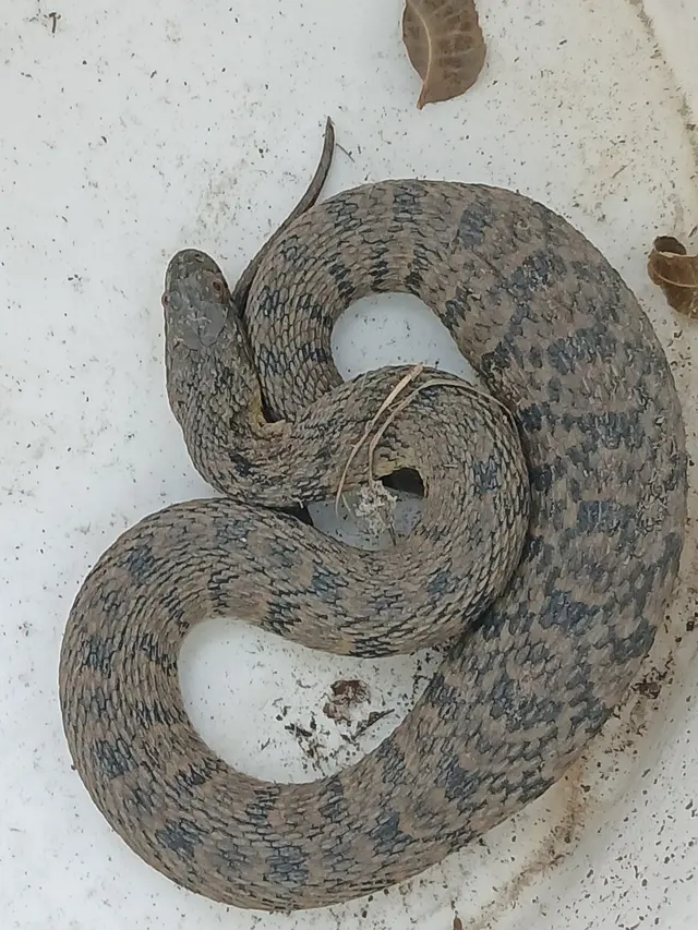 All American Wildlife Pros — photo from the business 7