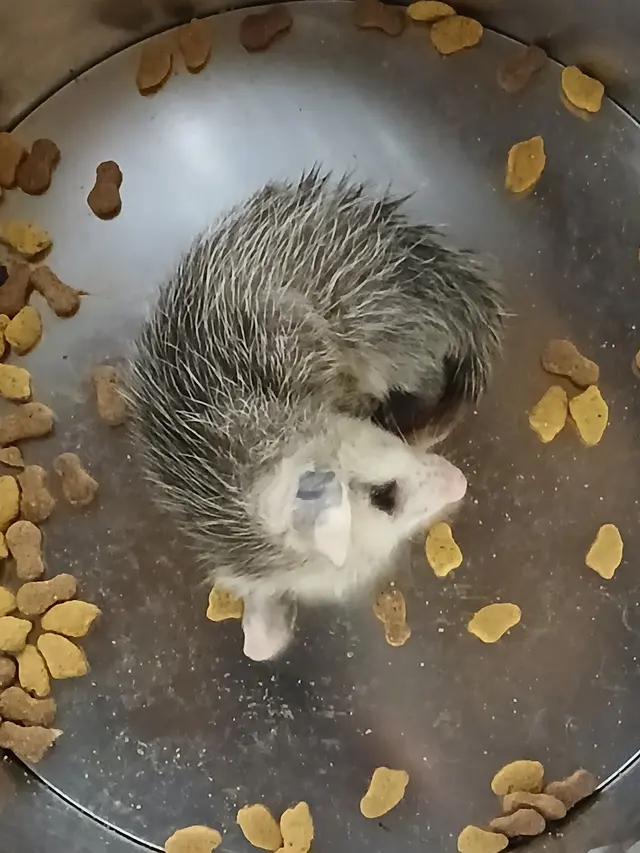 All American Wildlife Pros — photo from the business 3