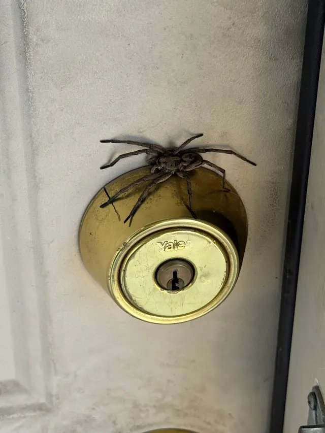 Brown Reclusinator Pest Control — photo from the business 2