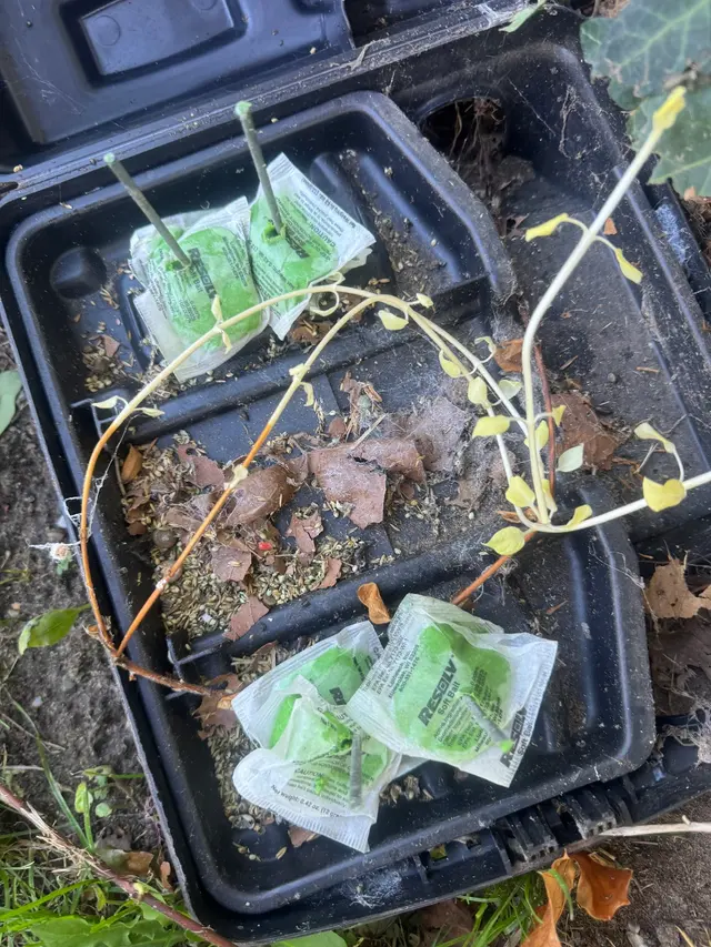 Brown Reclusinator Pest Control — photo from the business 12