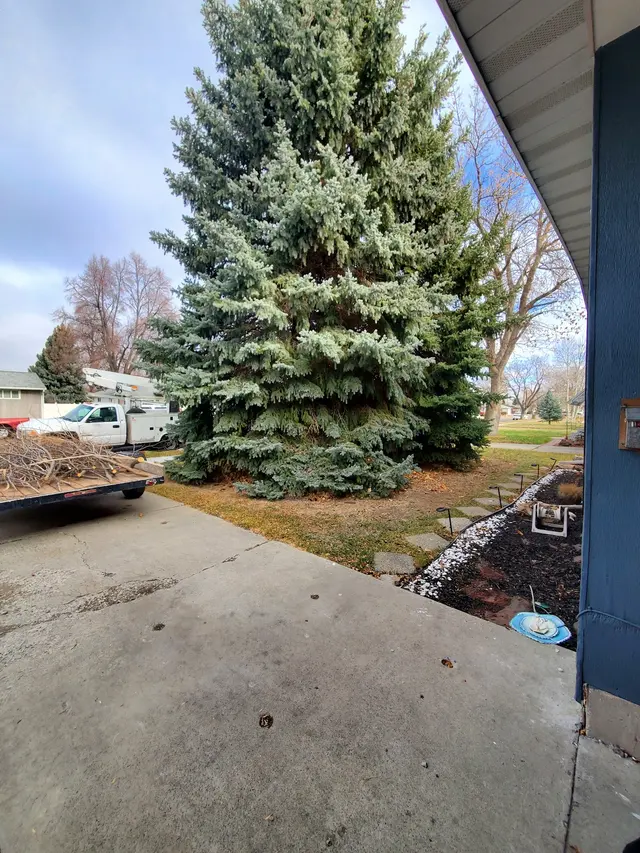 Timber Tree Service, LLC — customer photo 12
