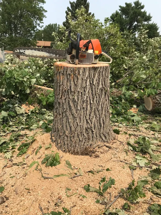 Timber Tree Service, LLC — customer photo 5
