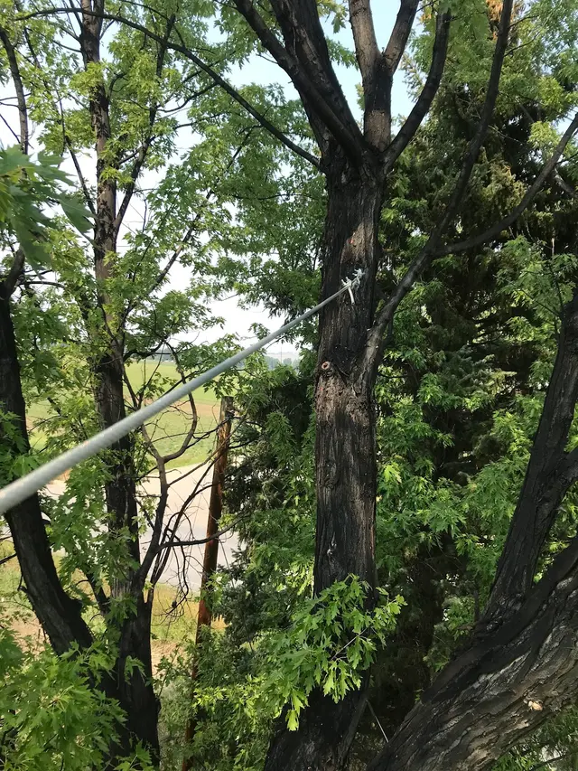 Timber Tree Service, LLC — photo from the business 6