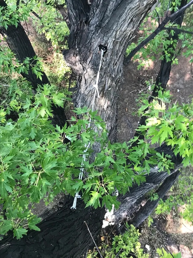 Timber Tree Service, LLC — photo from the business 8