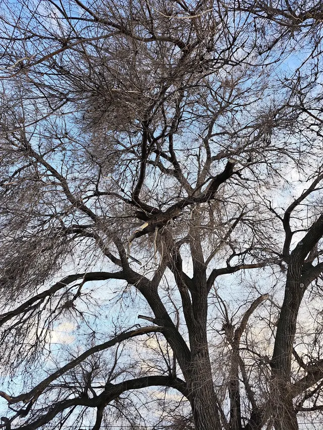 Timber Tree Service, LLC — customer photo 3
