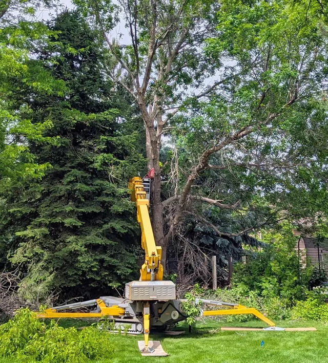 Timber Tree Service, LLC — customer photo 2