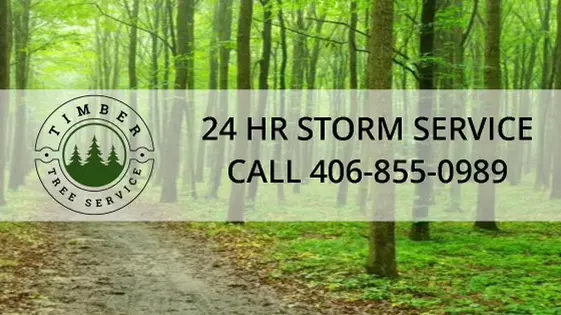 Timber Tree Service, LLC — photo from the business 1