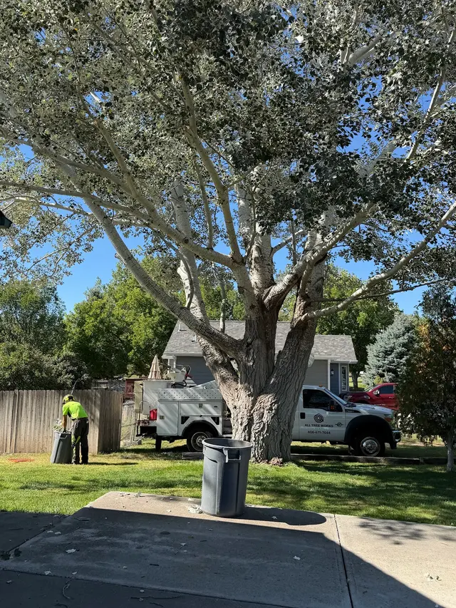 Customer photo of work by All Tree Works, from Cathy's review