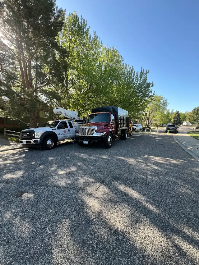 All Tree Works — photo from the business 1