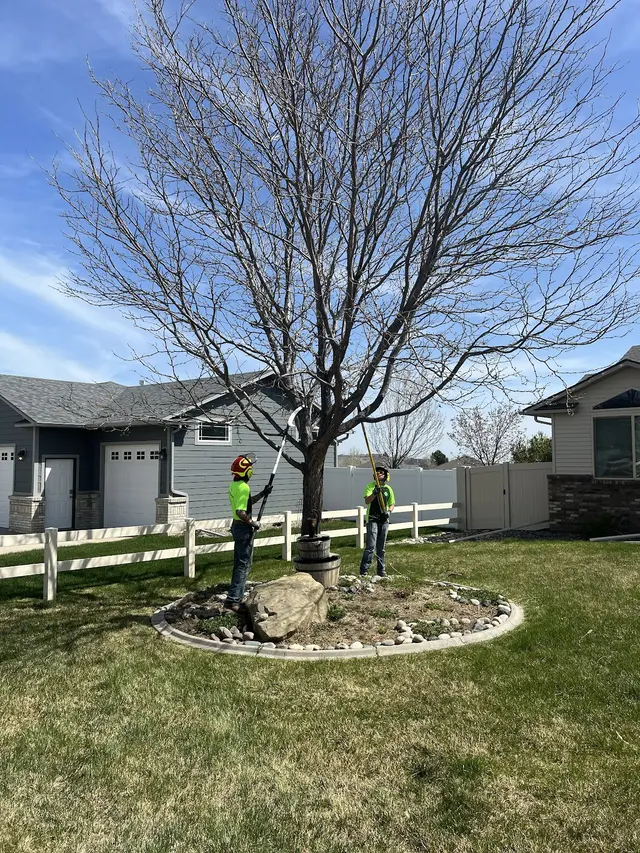 All Tree Works — photo from the business 7