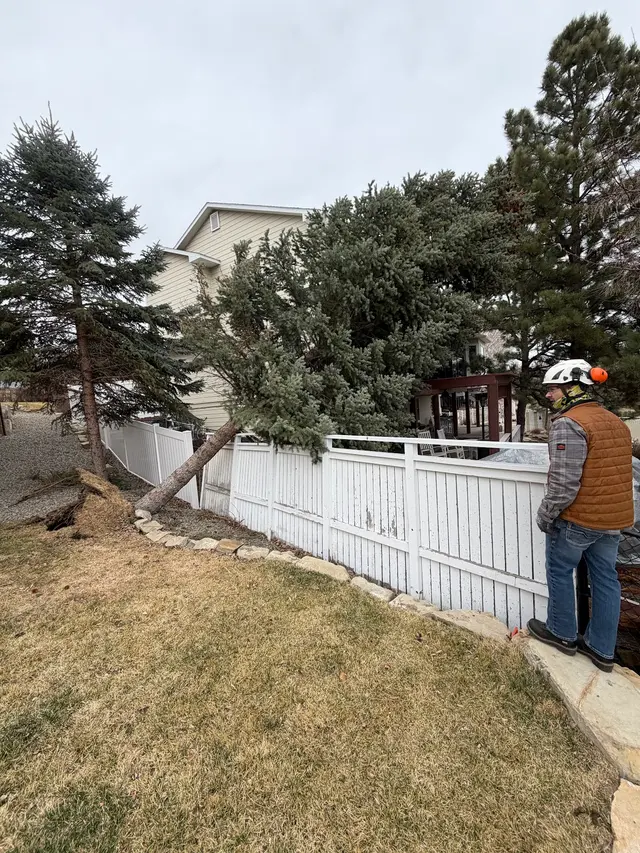 All Tree Works — photo from the business 10