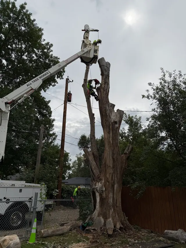 All Tree Works — photo from the business 5