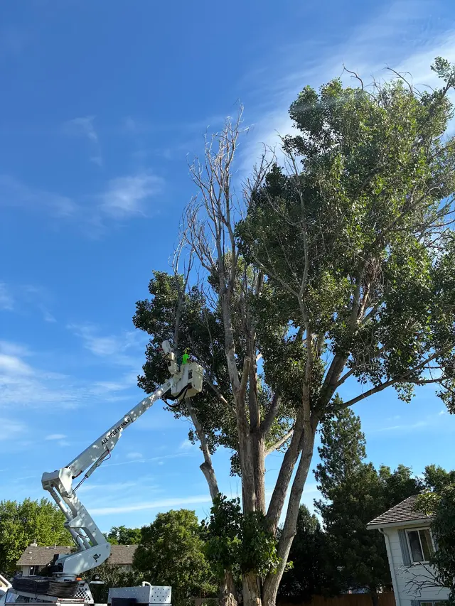 All Tree Works — photo from the business 3