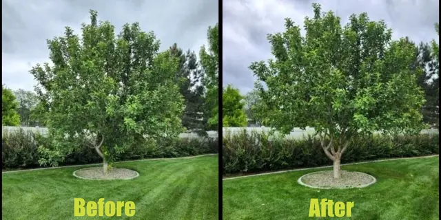 Bowen's Professional Tree Services — photo from the business 8