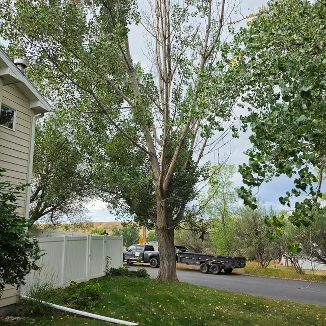 Customer photo of work by Bowen's Professional Tree Services, from Ben Lyncoln's review