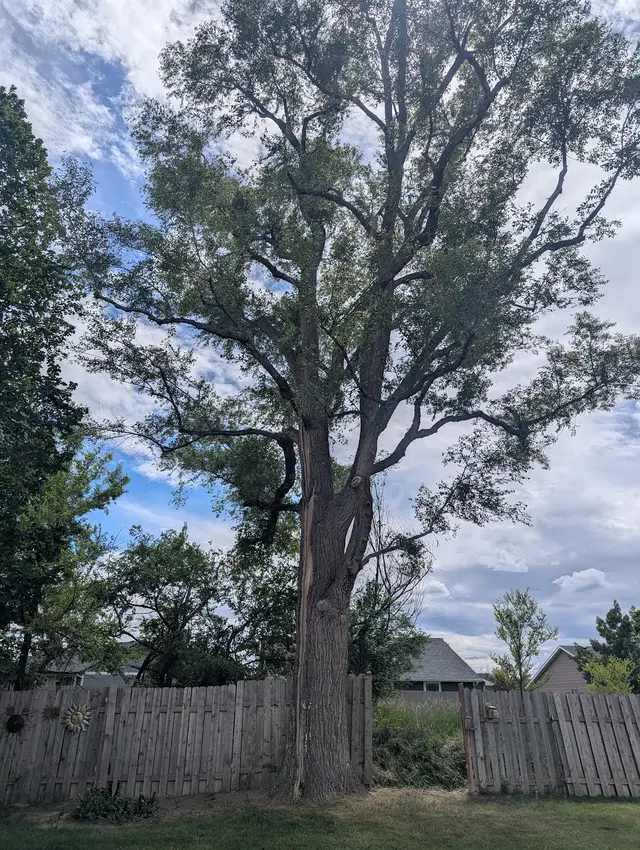 Customer photo of work by Bowen's Professional Tree Services, from Cheryl Spieler's review