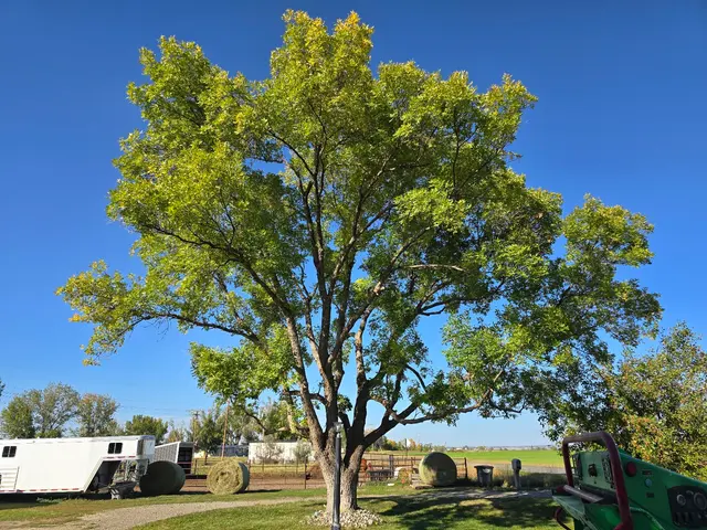 Bowen's Professional Tree Services — photo from the business 1