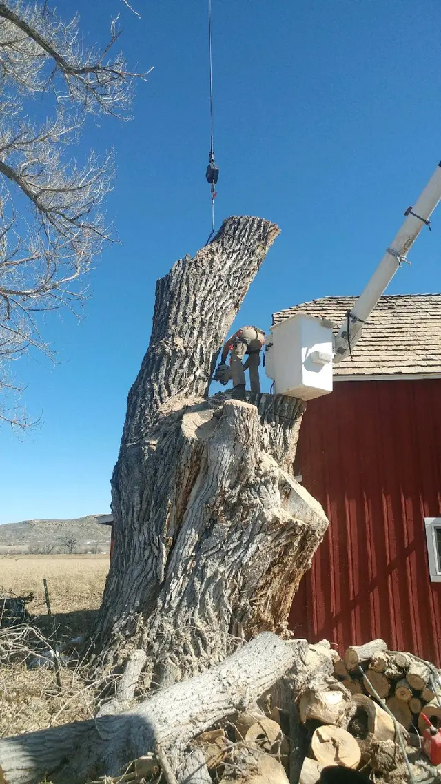 Make Like a Tree: Professional Tree Care llc. — photo from the business 10