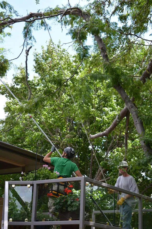 Make Like a Tree: Professional Tree Care llc. — photo from the business 12