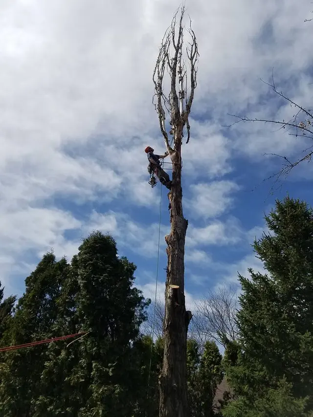 Make Like a Tree: Professional Tree Care llc. — photo from the business 2