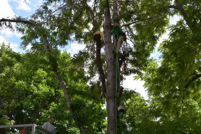 Make Like a Tree: Professional Tree Care llc. — photo from the business 9