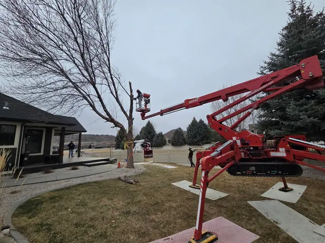 Make Like a Tree: Professional Tree Care llc. — photo from the business 4