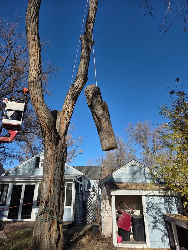 Make Like a Tree: Professional Tree Care llc. — photo from the business 3
