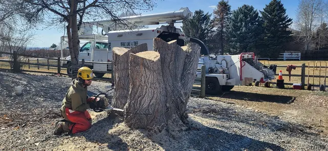 Make Like a Tree: Professional Tree Care llc. — photo from the business 8