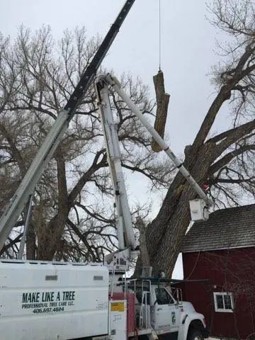 Make Like a Tree: Professional Tree Care llc. — photo from the business 11