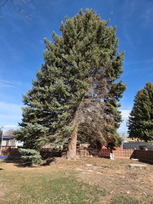 Make Like a Tree: Professional Tree Care llc. — photo from the business 7