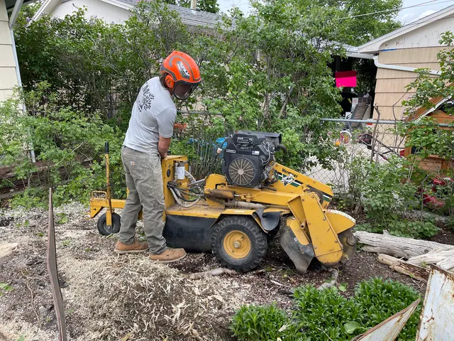 CM Tree Service and Removal — photo from the business 5