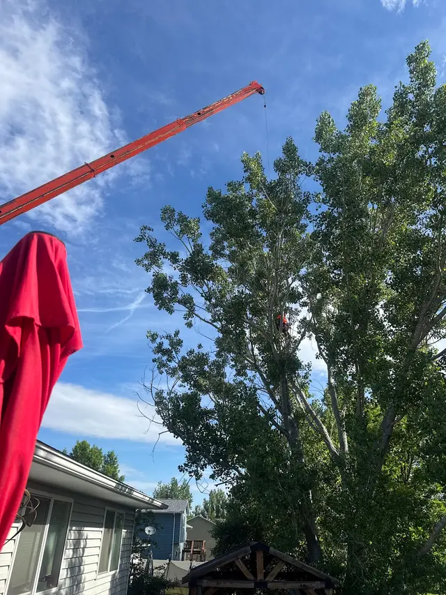 CM Tree Service and Removal — customer photo 10