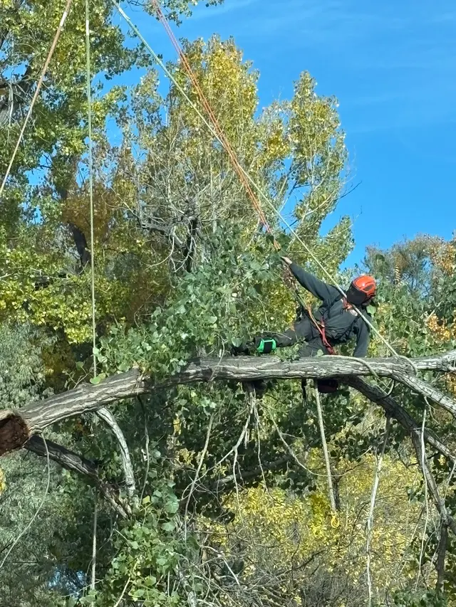 CM Tree Service and Removal — photo from the business 8