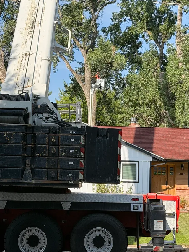 CM Tree Service and Removal — customer photo 9