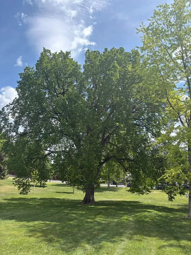 CM Tree Service and Removal — photo from the business 4