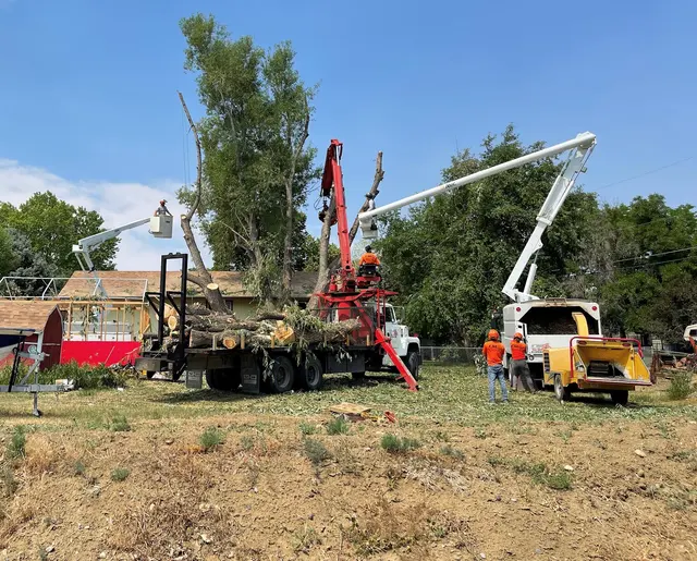 CM Tree Service and Removal — photo from the business 12
