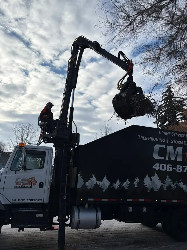 CM Tree Service and Removal — photo from the business 3