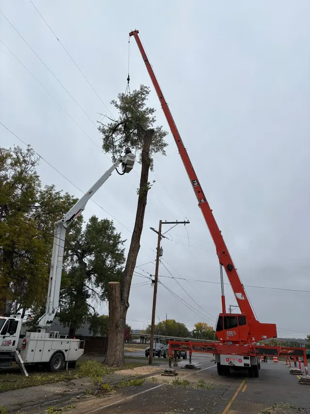 CM Tree Service and Removal — photo from the business 2