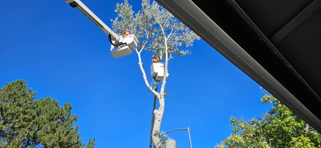 Customer photo of work by CM Tree Service and Removal, from Sandy K's review