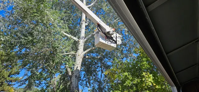 Customer photo of work by CM Tree Service and Removal, from Sandy K's review