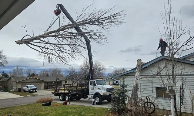 CM Tree Service and Removal — customer photo 7