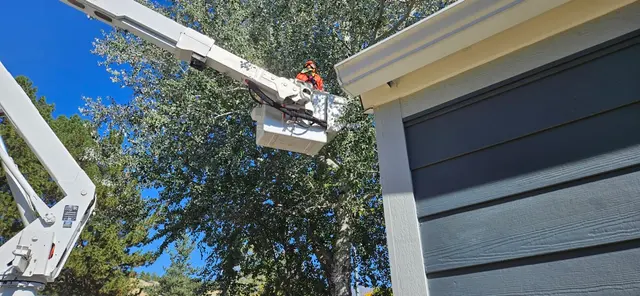 CM Tree Service and Removal — customer photo 1