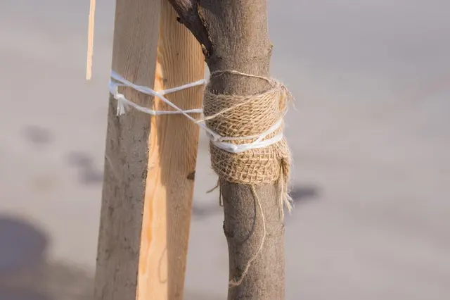 Tree Service Pros of Billings — photo from the business 11