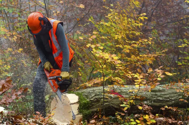 Tree Service Pros of Billings — photo from the business 2