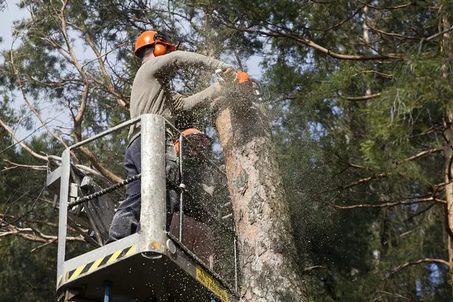 Tree Service Pros of Billings — photo from the business 5