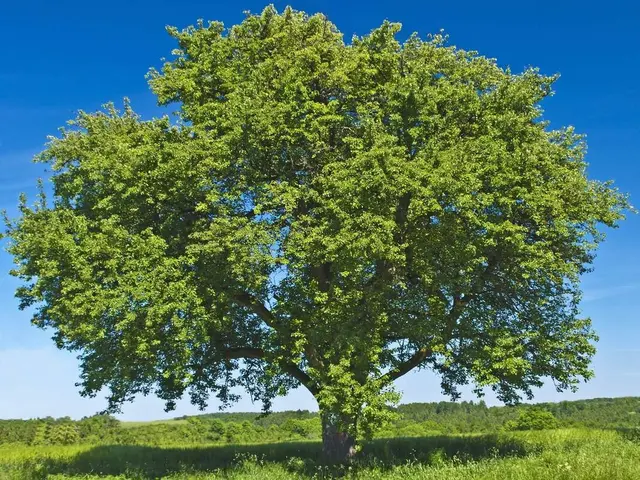 Tree Service Pros of Billings — photo from the business 7