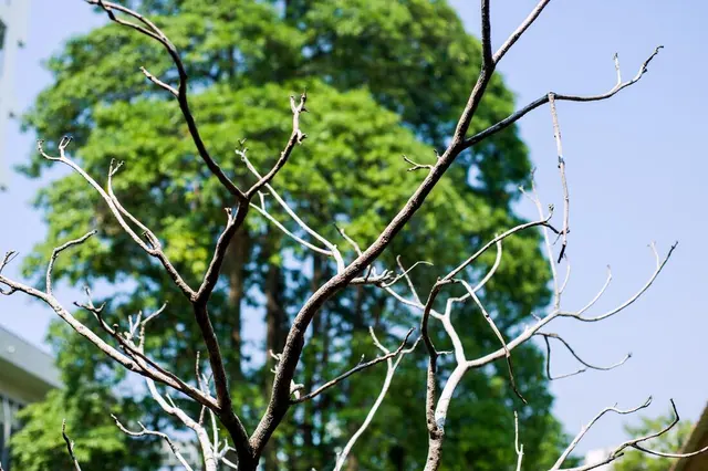 Tree Service Pros of Billings — photo from the business 12