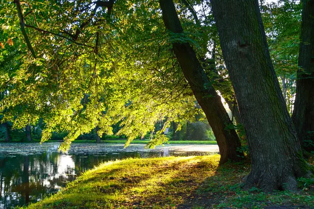 Tree Service Pros of Billings — photo from the business 4