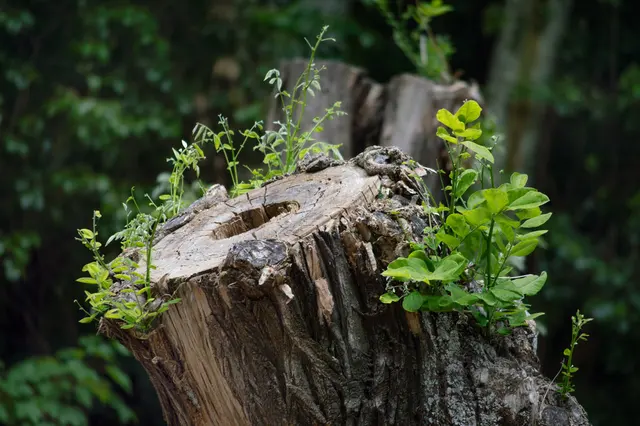 Tree Service Pros of Billings — photo from the business 8